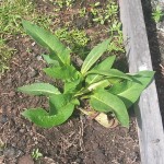 Comfrey