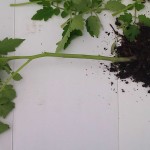 After Pruning AfterPruning