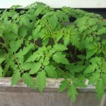 Volunteer Tomato Seedlings in old Laundry Tub