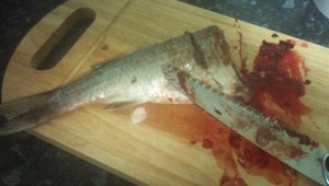 Home made fish fertiliser needs a fish cut up