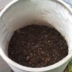 Potato Experiment - Third Conyainer