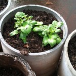 Potato Experiment - Container with 2 seed potatoes