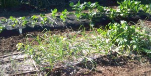 Dripper Lines foreground, Weed Gunnel background