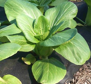 Organic Bok Choy - Supermarket Quality