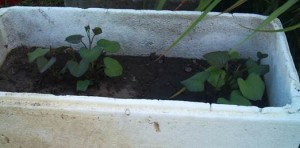 An old styrofoam box, some dirt and an Organic Sweet Potatoe. Just add water