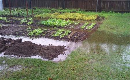 Raised garden beds save your garden in heavy rain