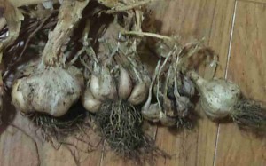 Garlic from 2014