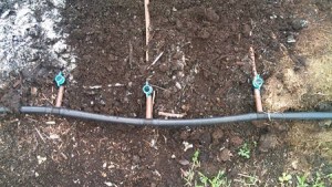 Planting garlic in an irrigated bed