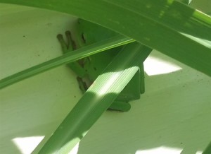 Green tree frog takes shelter in the lemon grass