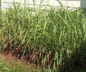 Taking the clippers to the lemon grass