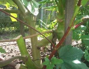 Okra needed pruning