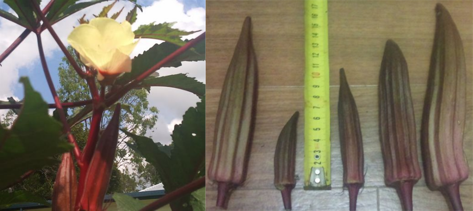 Okra flower and fruit size