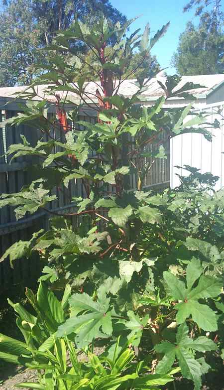 Okra grows to the sky