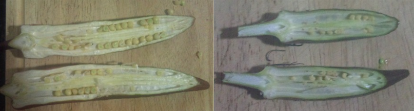 Okra gets woody and fibrous the bigger the pod