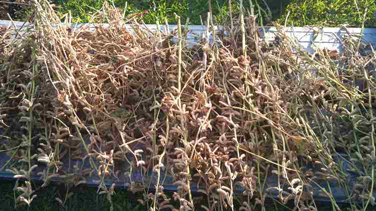 Dry the beans before storing