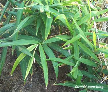 Growing ginger