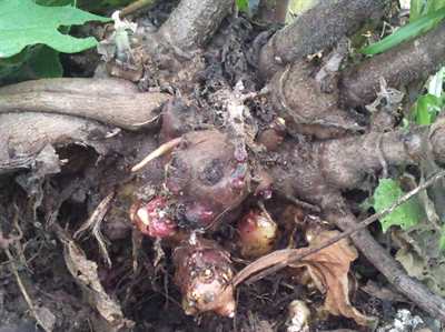 Yacon rhizome