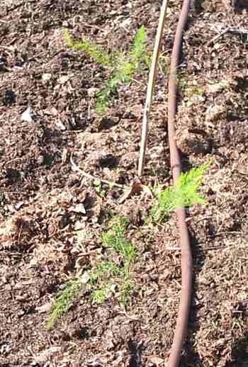 One year old asparagus crowns