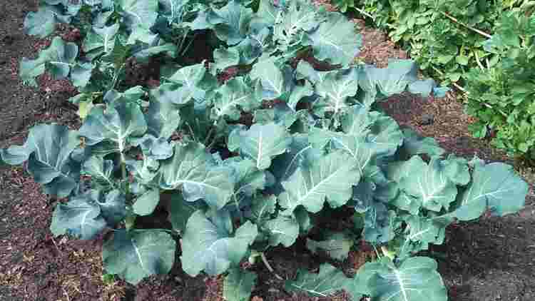 Broccoli
