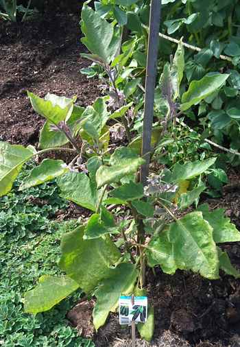 It doesn't look like fruit will set on egg plant in a winter garden
