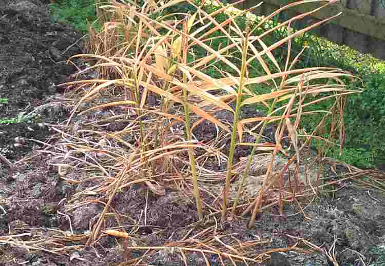 Ginger doesn't look much in a winter garden