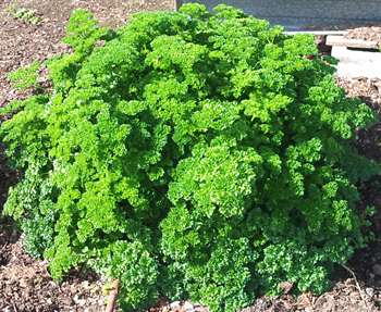 Too much parsley to eat