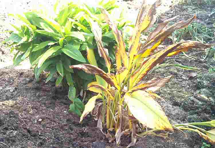 Turmeric and Galangal