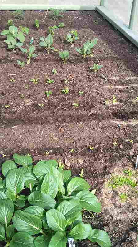 Everything seems to be growing well