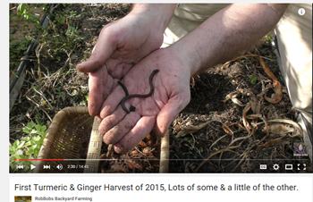 RobBob harvesting turmeric