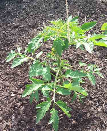 tying up tomatoes