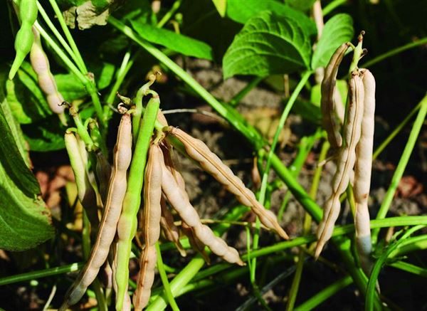 Adzuki Beans growing